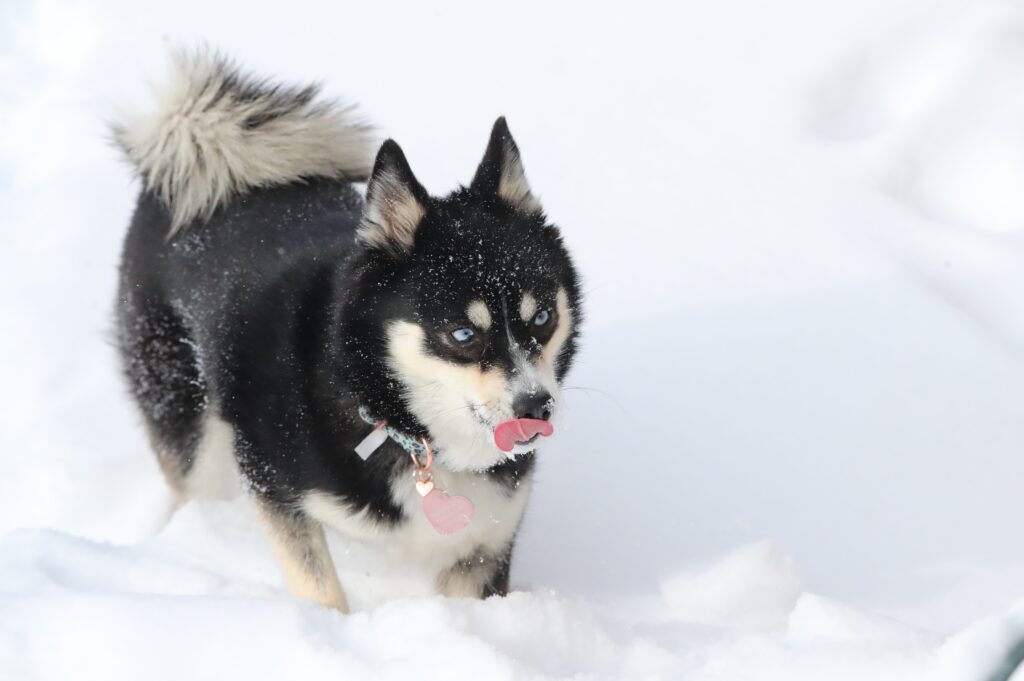 Pomsky with heart-print collar licking chops in the snow