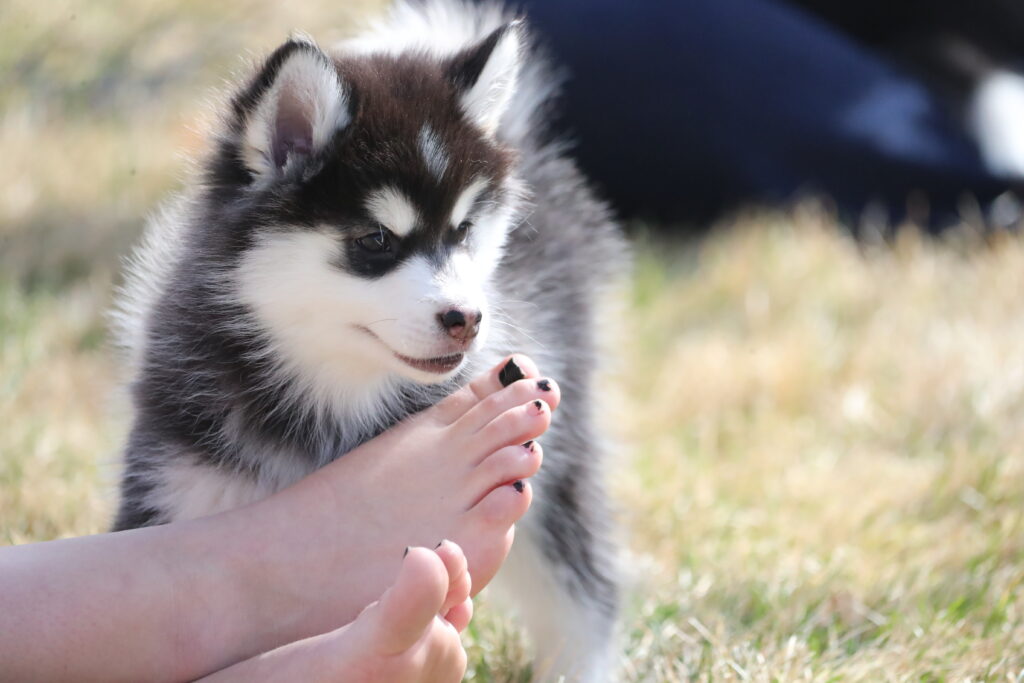 dark brown and white pomsky puppy next to a pair of feet