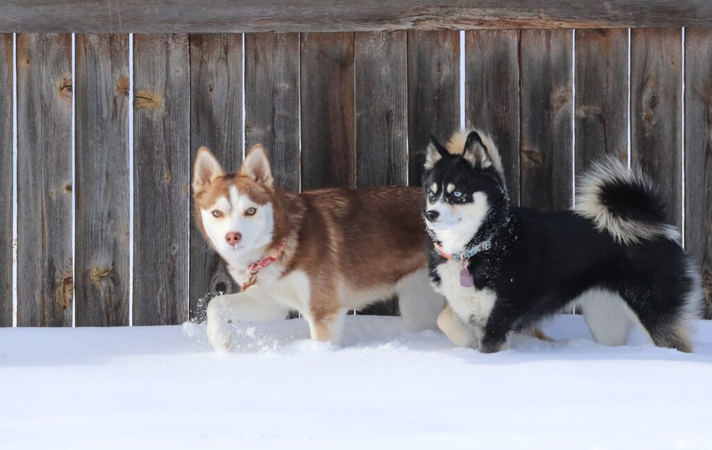 light brown and white husky with a black and white pomsky in the snow