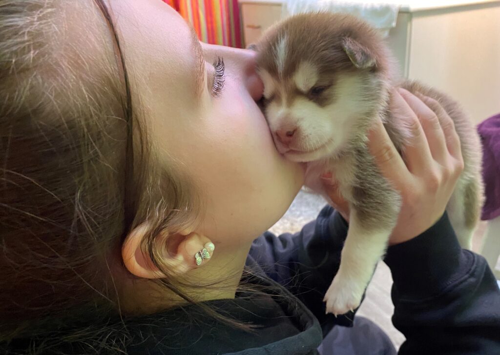 woman kissing a light brown and white pomsky puppy