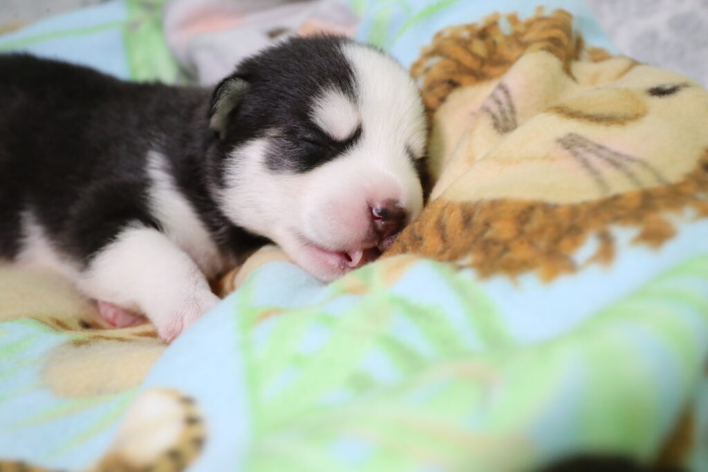 black and white pomsky puppy sleeping on blanket