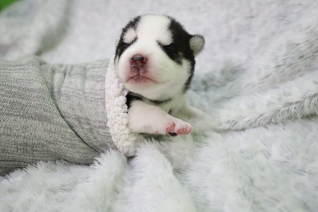 small black and white pomsky puppy on fur wrapped in blanket