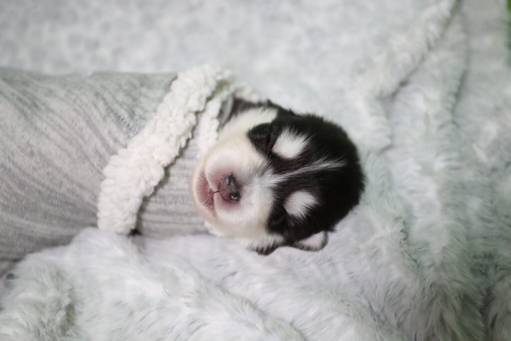 small black and white pomsky puppy lying down asleep