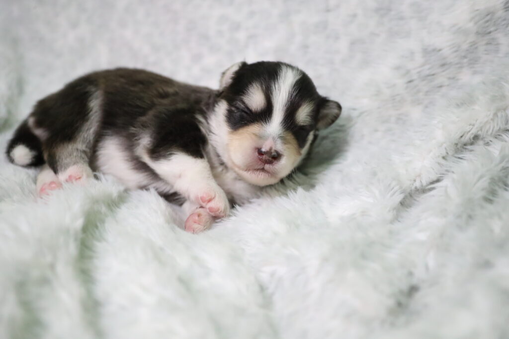 black and white pomsky puppy lying down on white fur