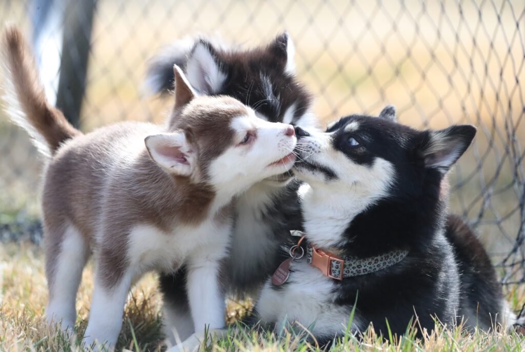 pomsky puppies with their parent