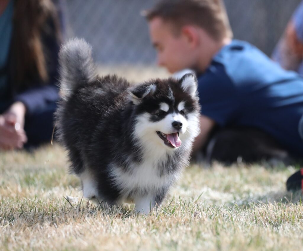 black and white pomsky running through lawn