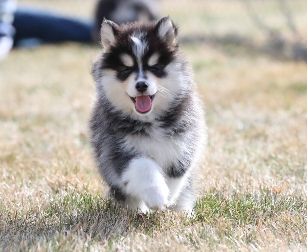 brown white and black pomsky running toward camera