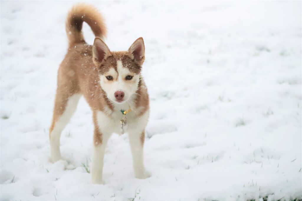 light brown and white husky with collar in the snow