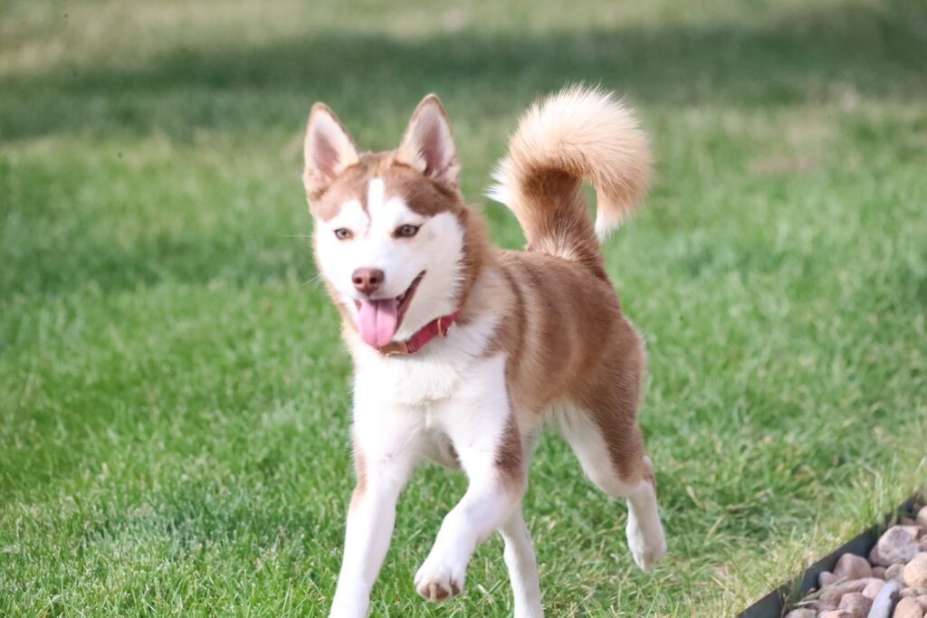 brown and white husky with red collar