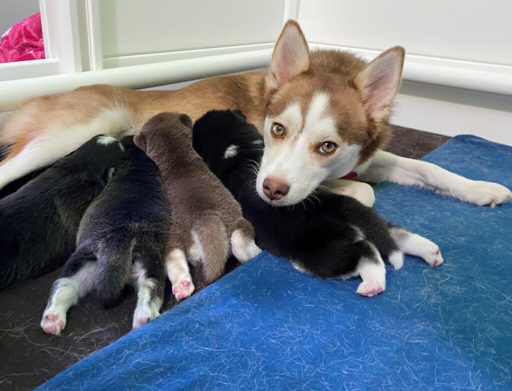 light brown and white husky feeding four puppies