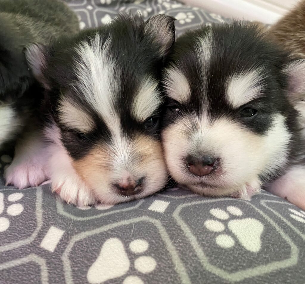 two puppies on paw blanket with their cheeks next to each other