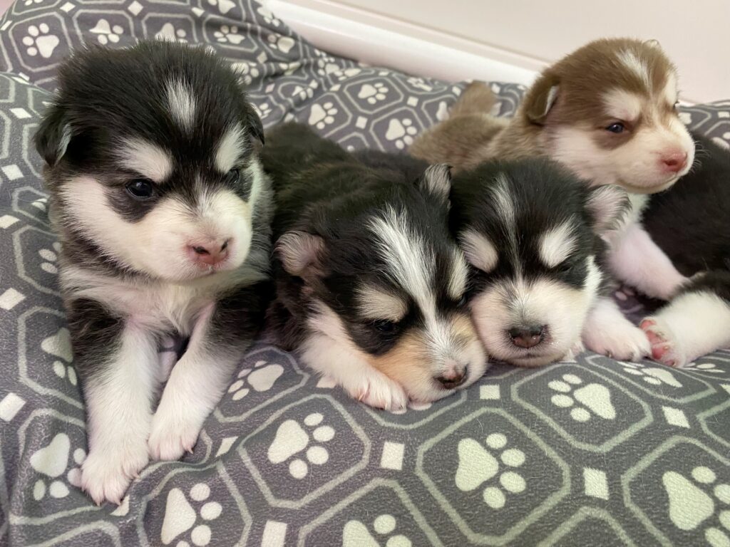 four pomsky puppies on a pawprint blanket