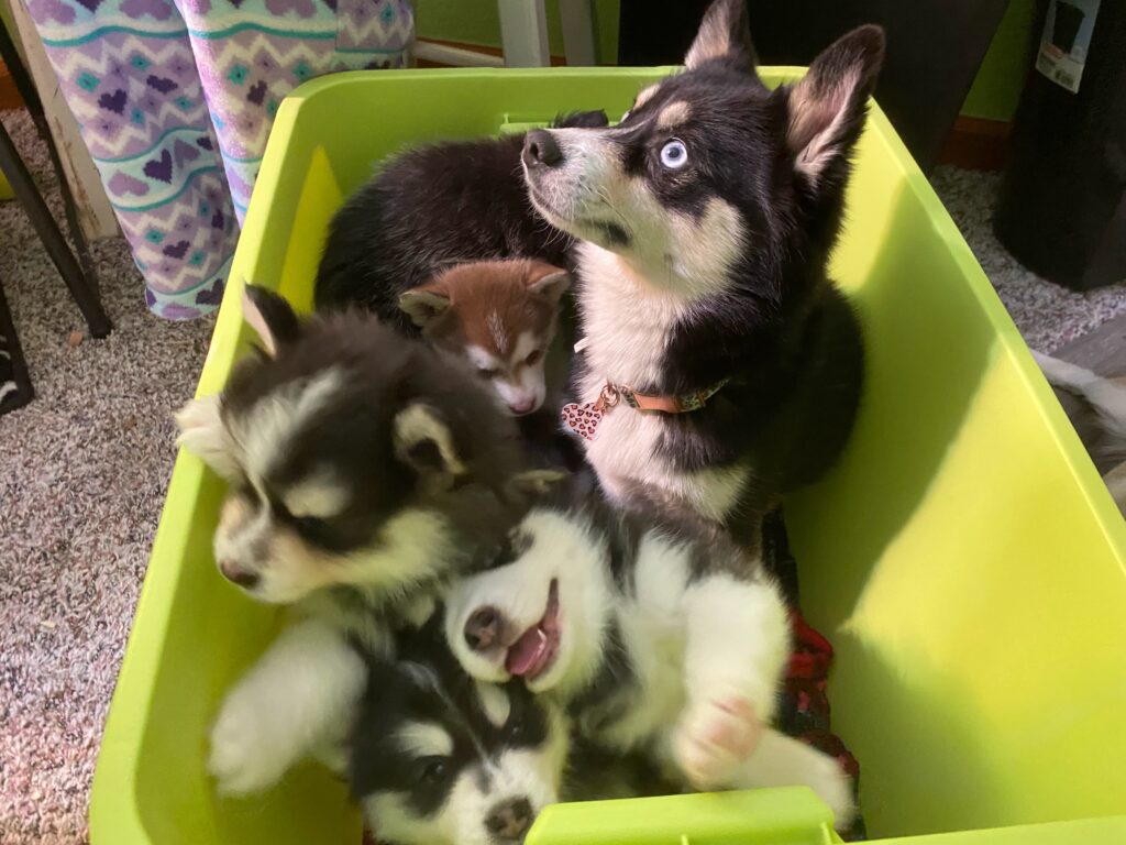 green plastic bin with pomsky and puppies