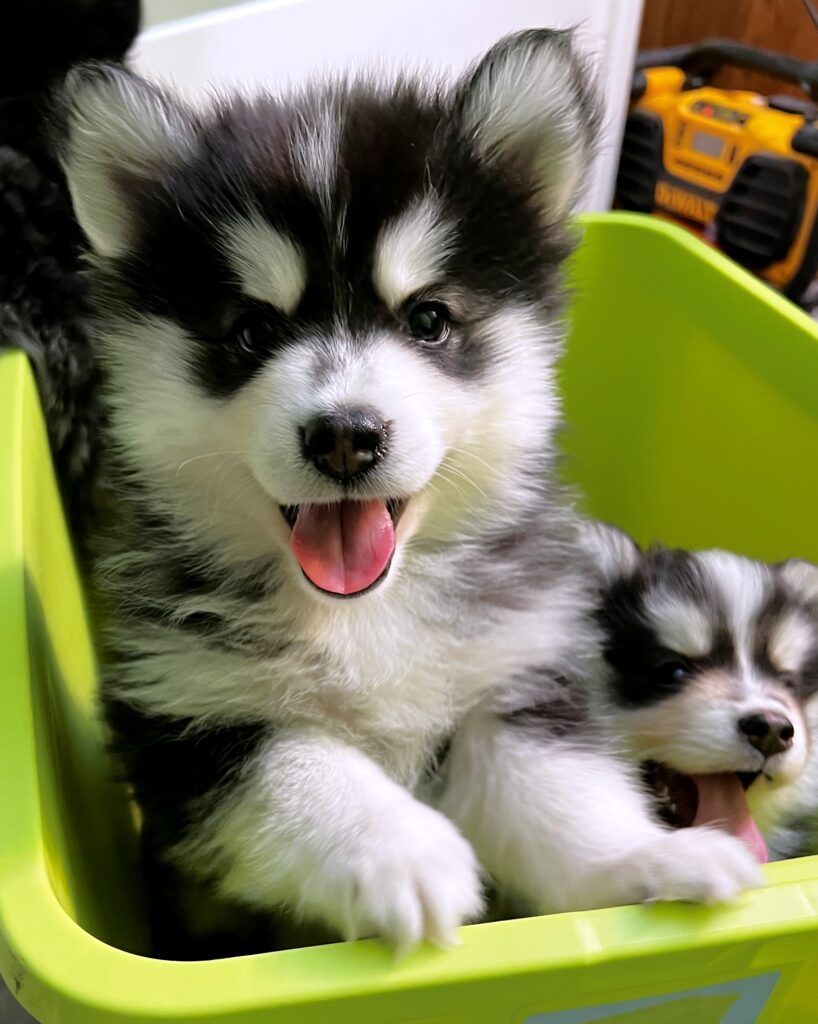 light green plastic container with black and white pomsky puppies