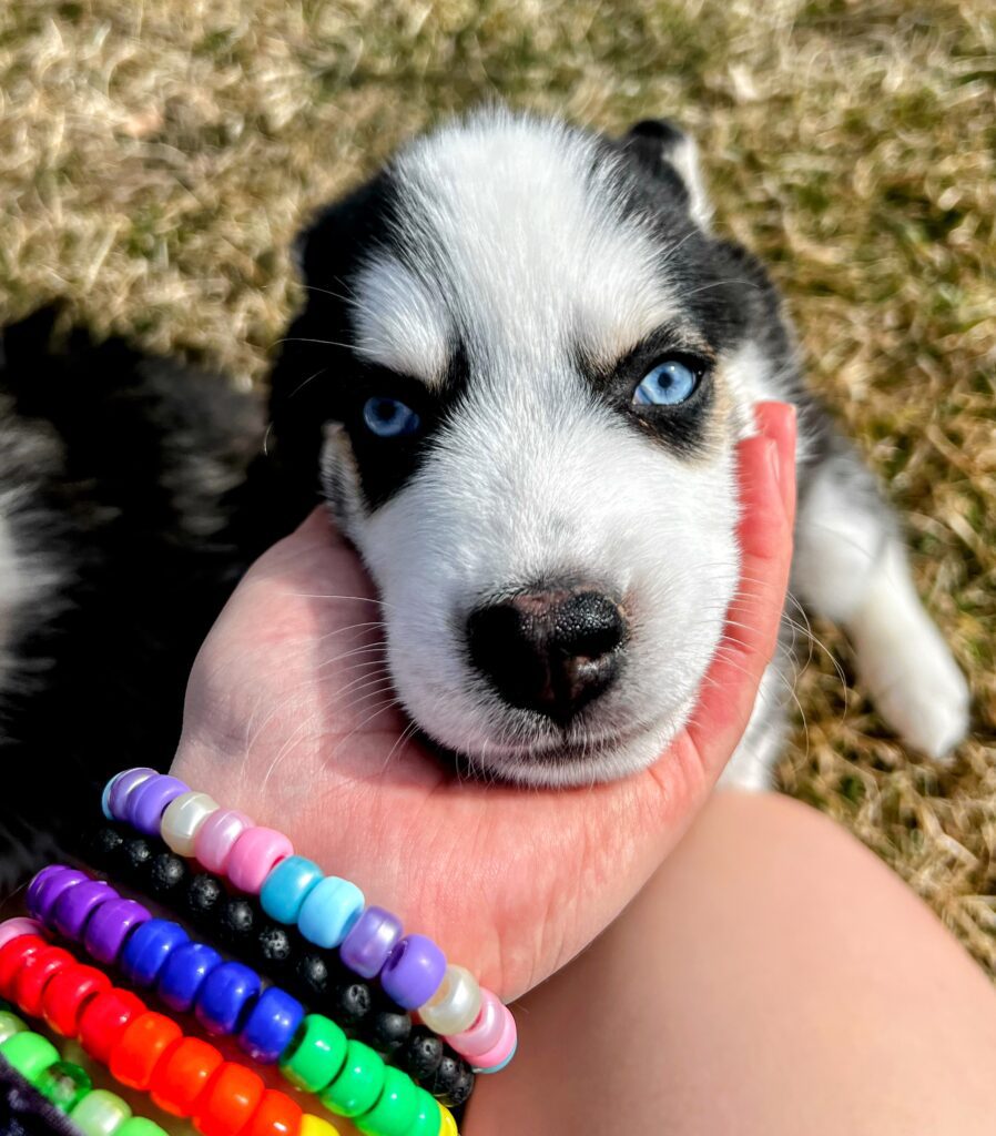 gently holding black and white husky snout woman with beaded bracelets