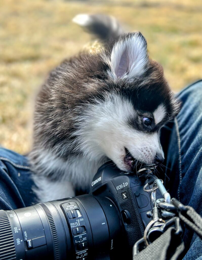 pomsky biting at a hook near a DLSR camera
