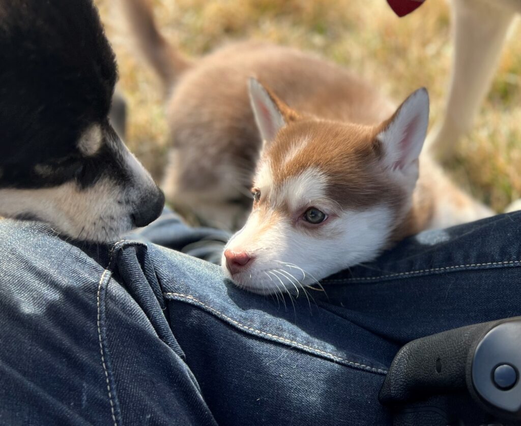 light brown and white husky looking up at a black brown and white dog