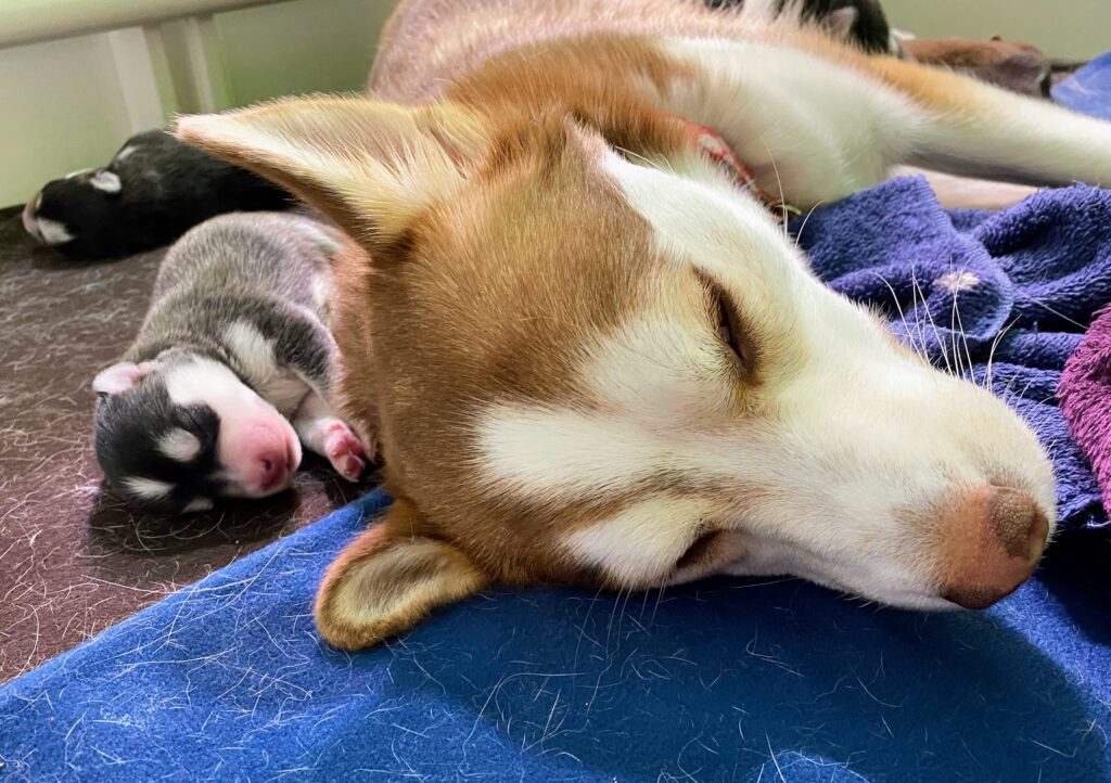 light brown and white husky with two small puppies