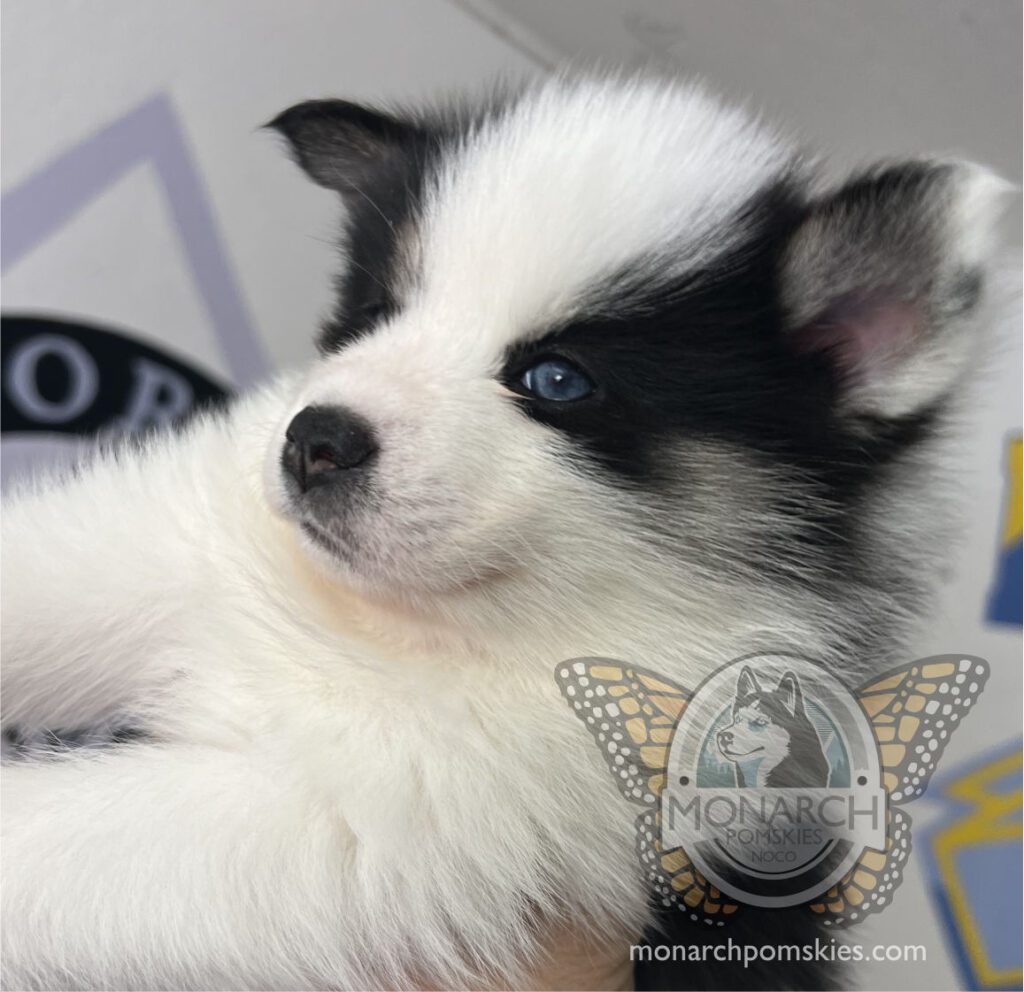 A black and white puppy laying on a person's hand.