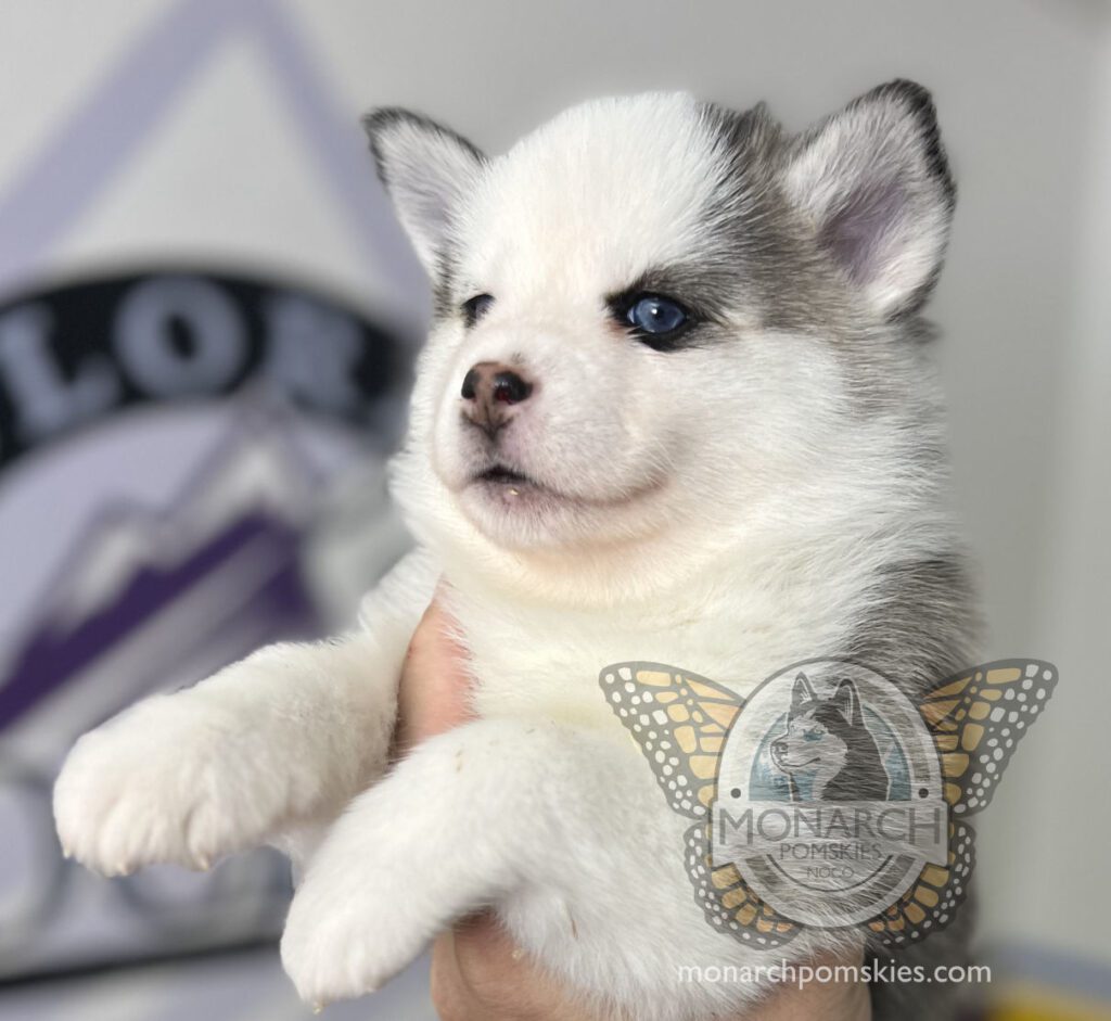 A white and blue husky puppy is being held in someone's hand.