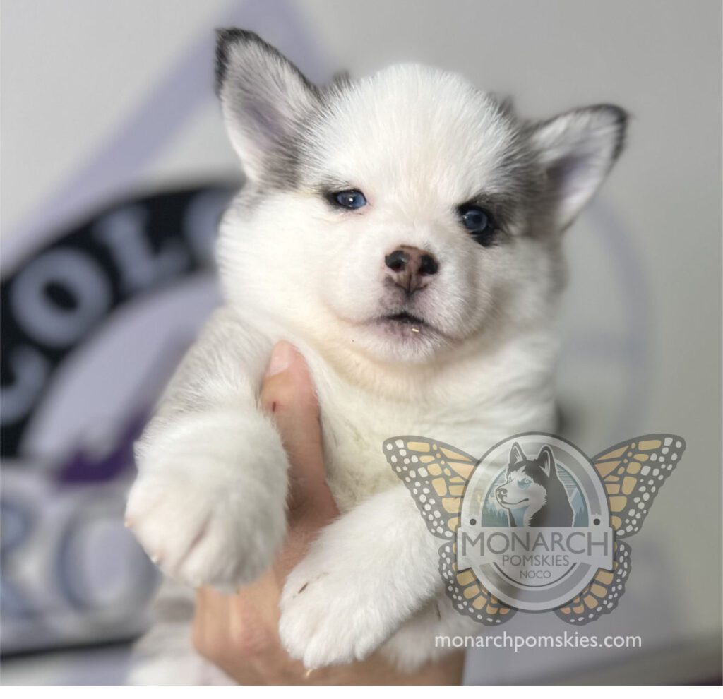 A white and blue husky puppy is being held by a person.