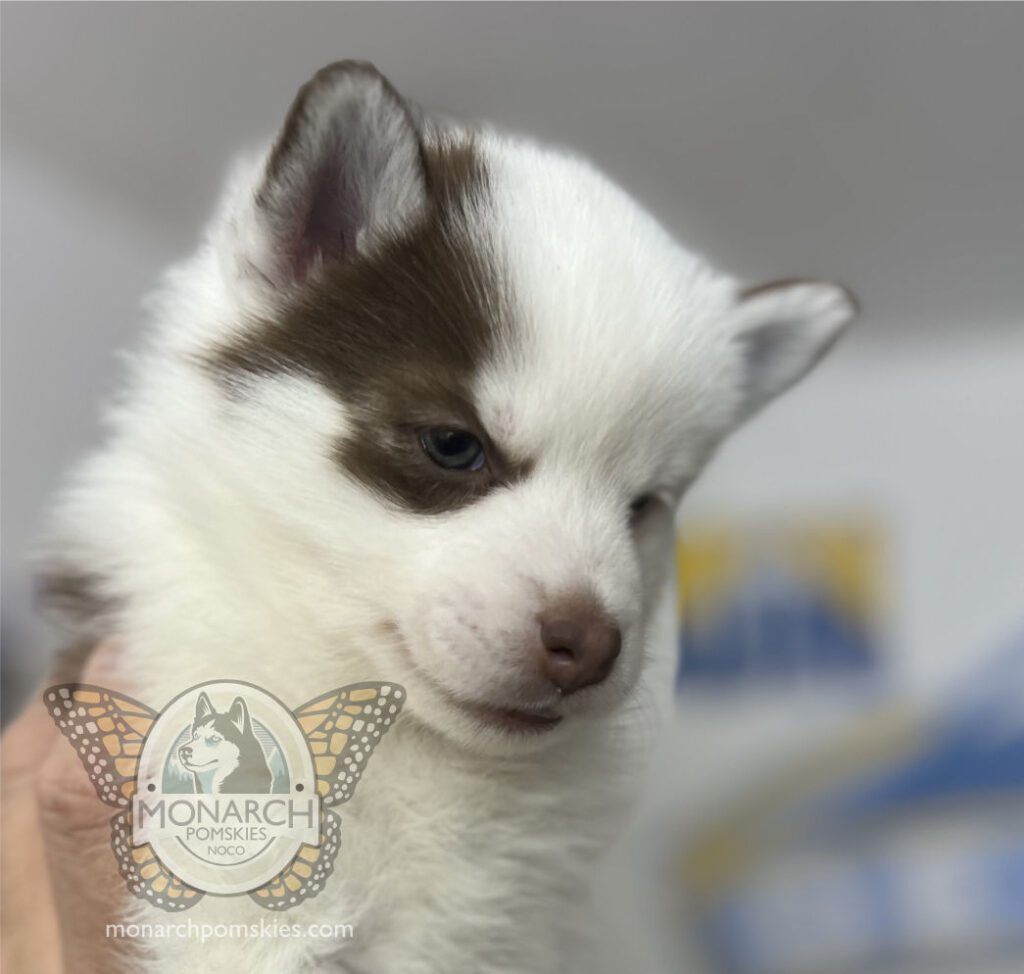 A white and brown husky puppy is being held by a person.