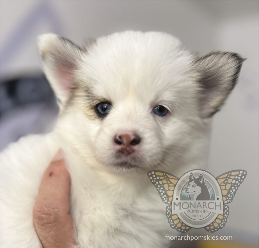 A white puppy with blue eyes is being held by a person.