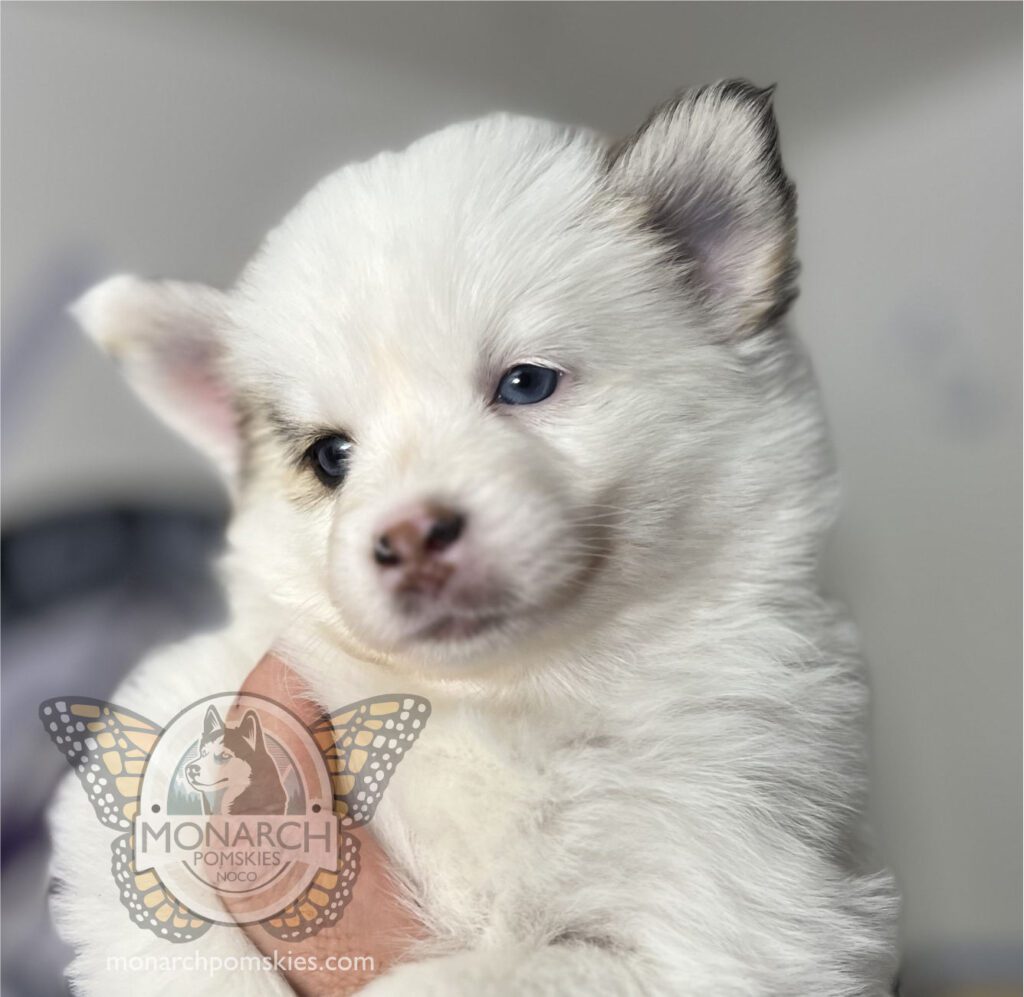 A white puppy with blue eyes is being held in someone's hand.