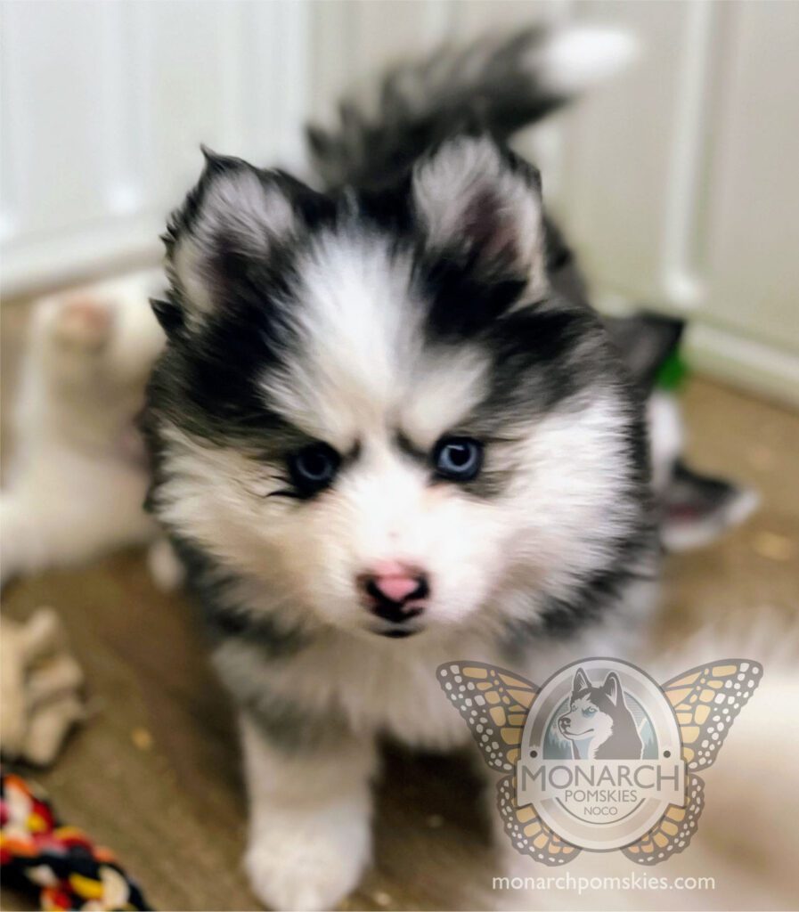 A black and white husky puppy is standing on the floor.