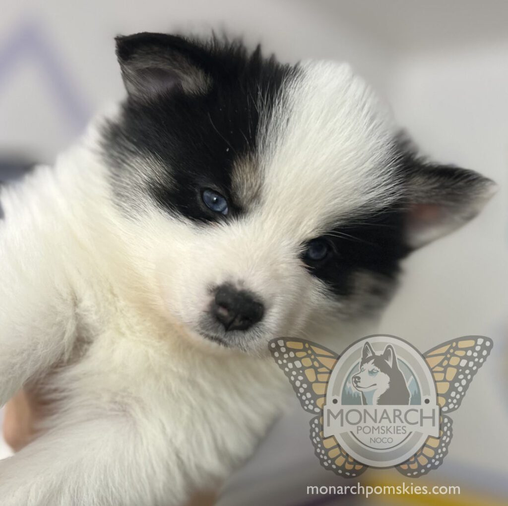 A small black and white puppy is being held in someone's hand.