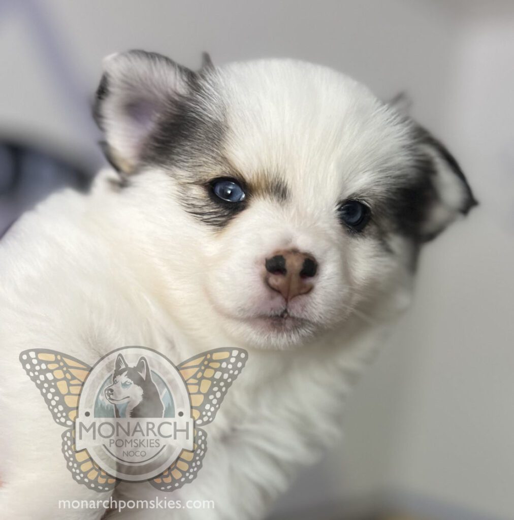 A small white and black puppy is being held in someone's hand.