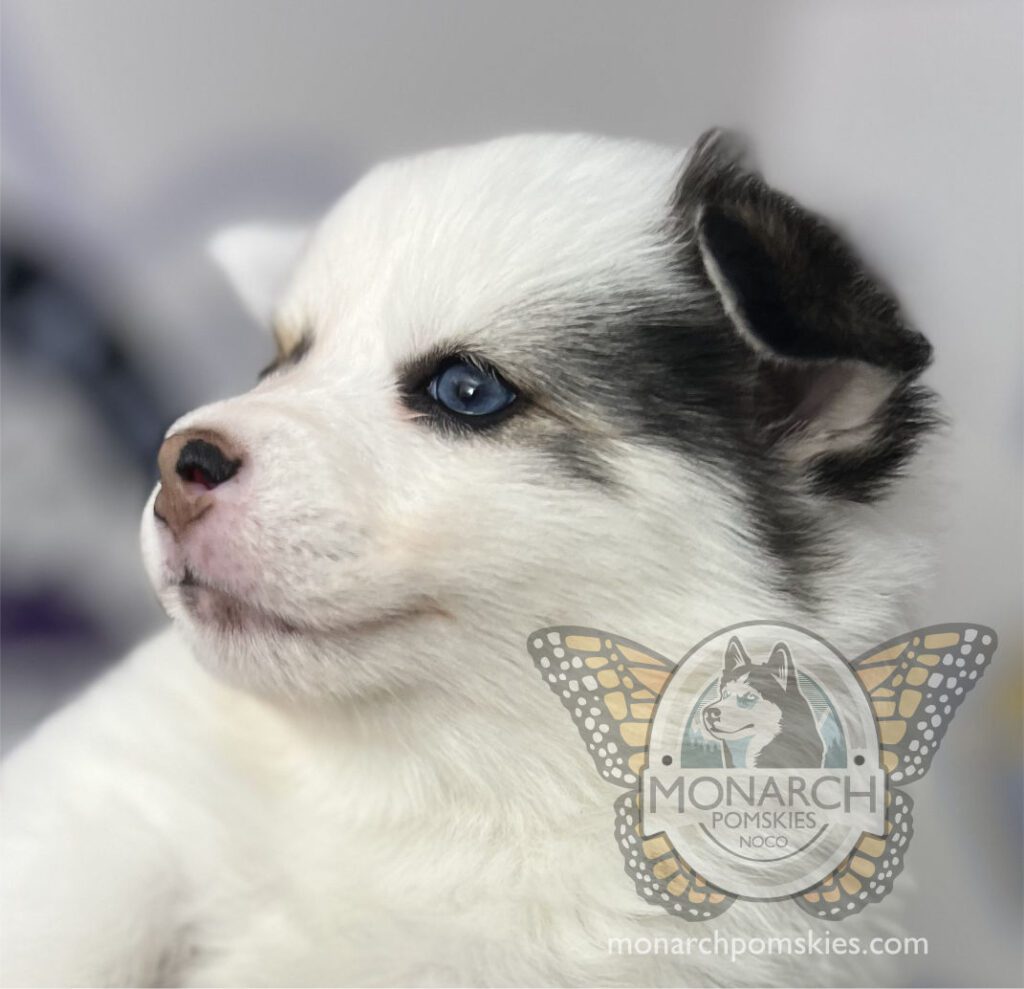 A white and black puppy with blue eyes.