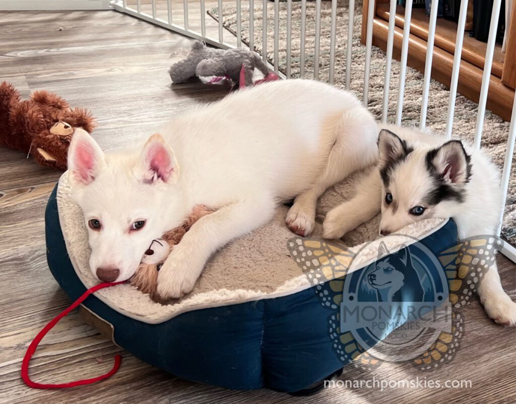 Two white husky puppies laying in a blue dog bed.