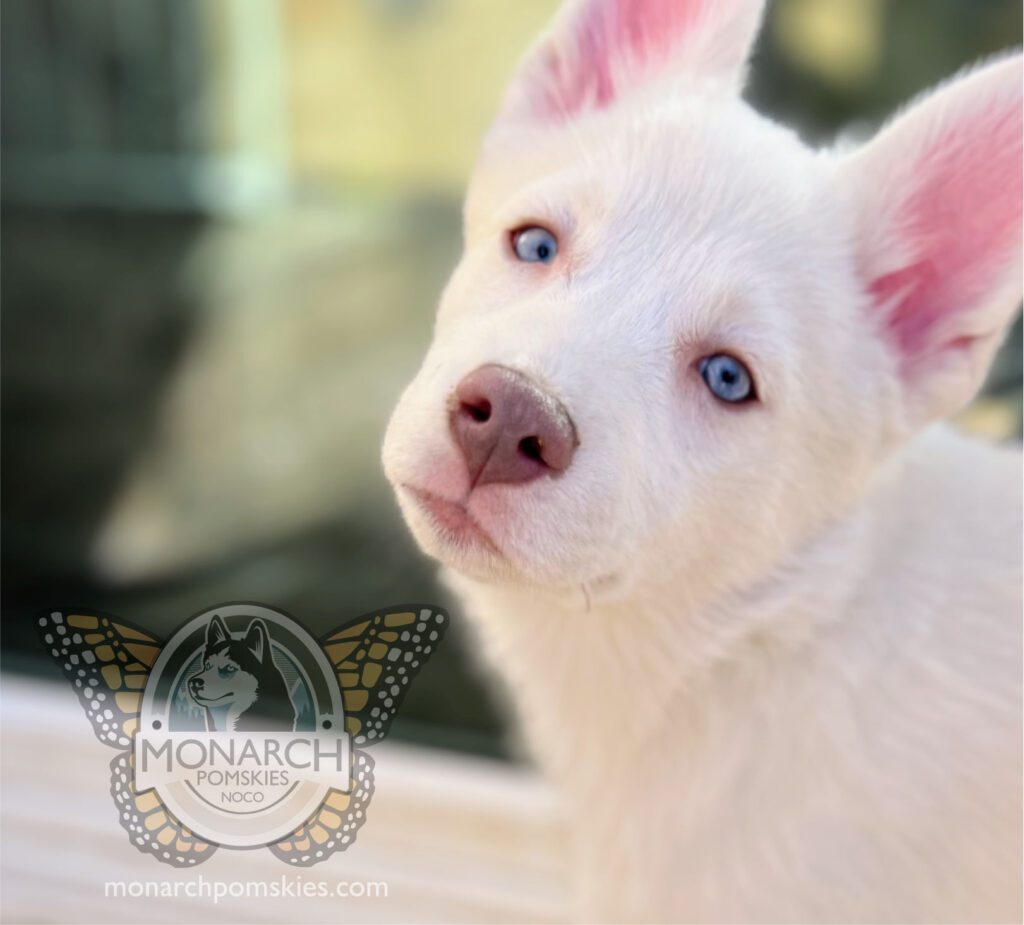 A white puppy with blue eyes looking at the camera.