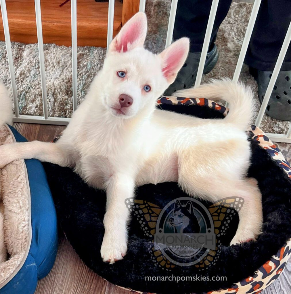 A white husky puppy laying in a dog bed.