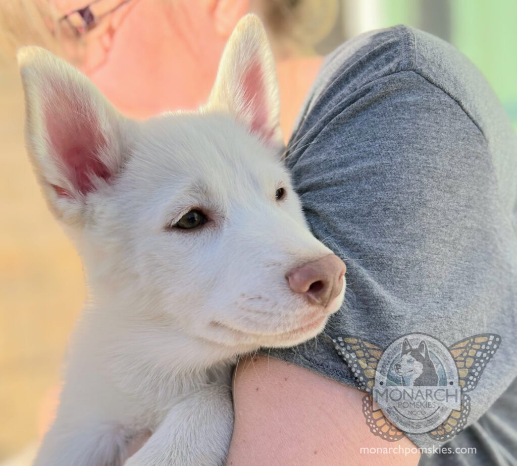 A white husky puppy is being held by a woman.