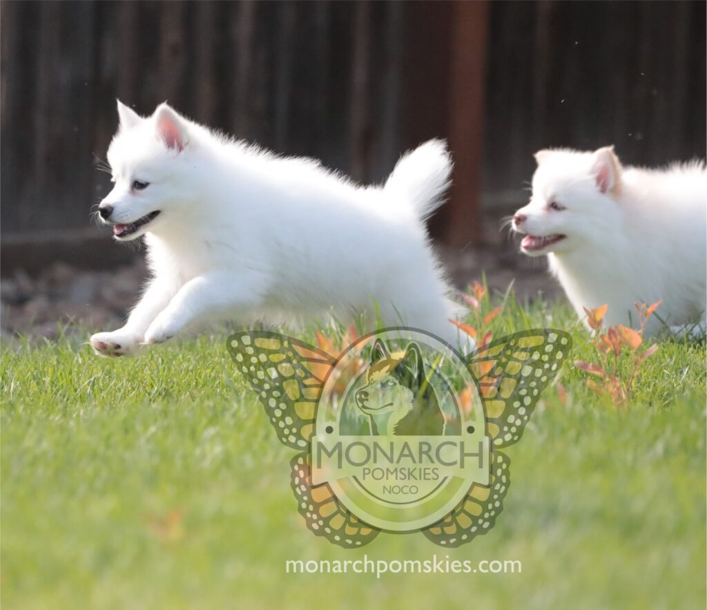 Two white samoyed puppies running in the grass.