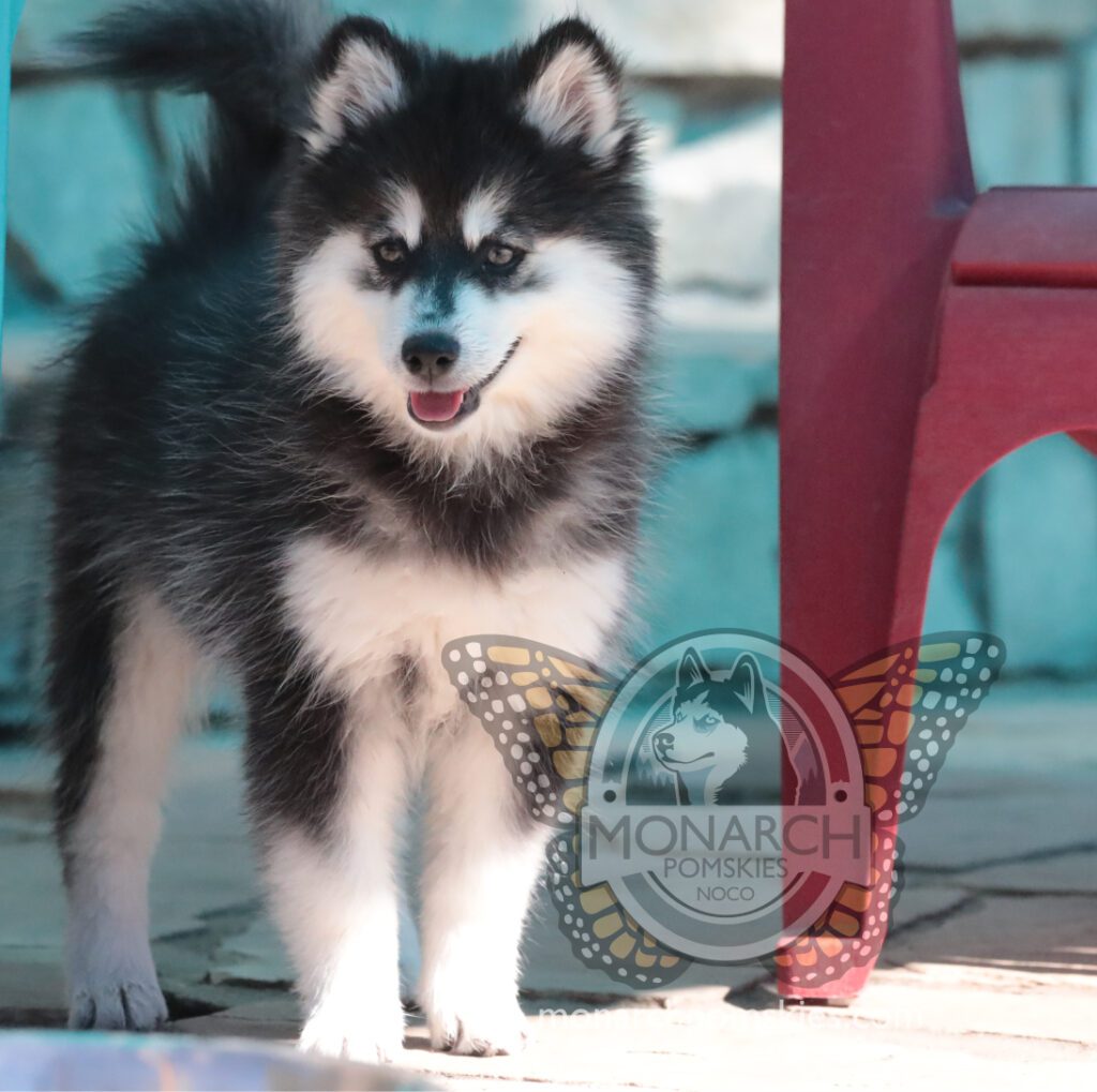 A black and white husky puppy standing next to a red chair.