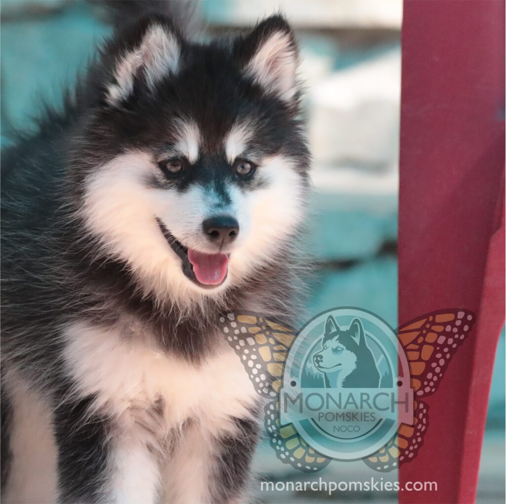 A black and white husky puppy is standing next to a red chair.