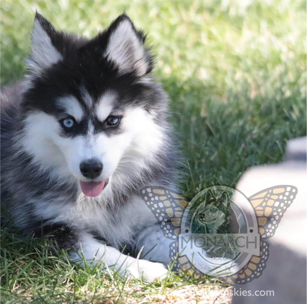 A black and white husky puppy laying in the grass.