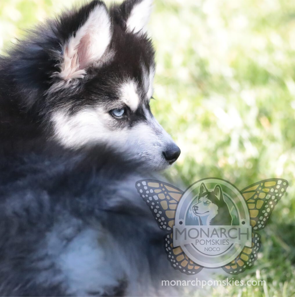 A black and white husky puppy laying in the grass.