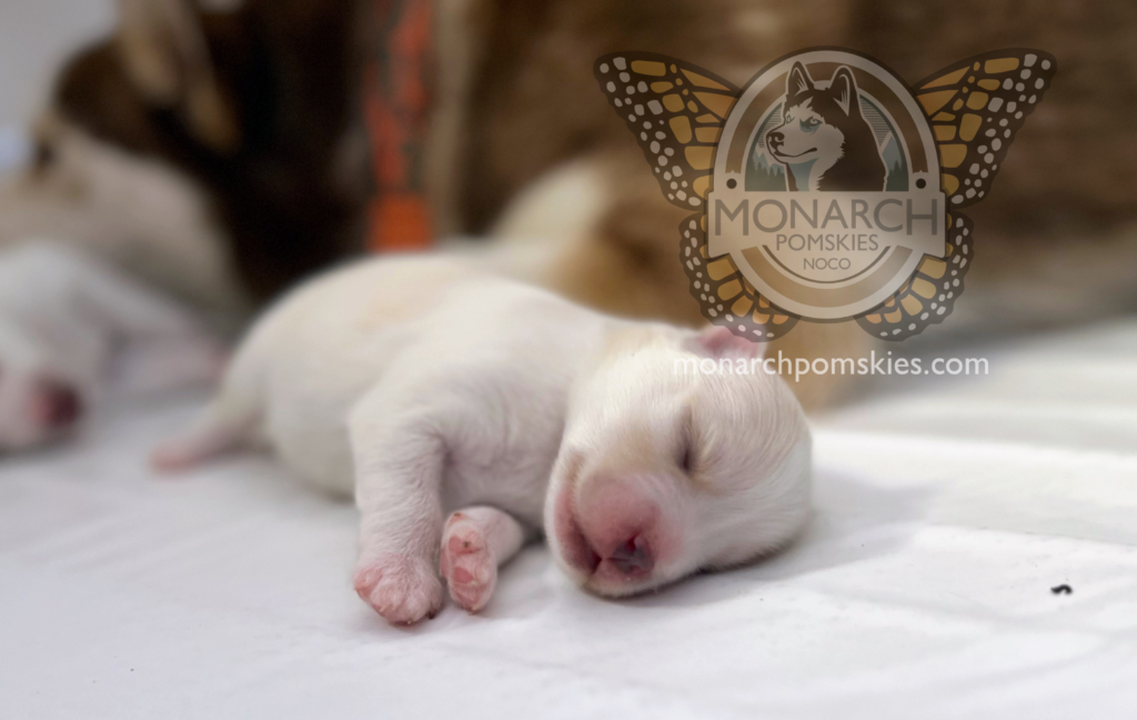 Two white puppies laying on top of each other.