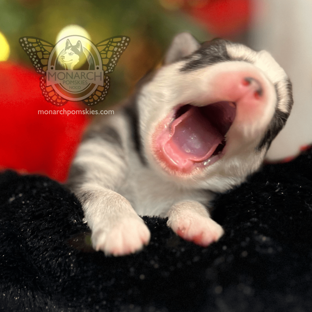 A puppy is yawning in front of a christmas tree.