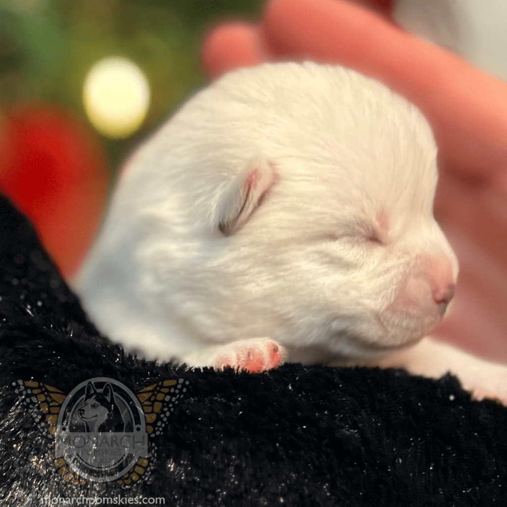 A white puppy is being held by a person.