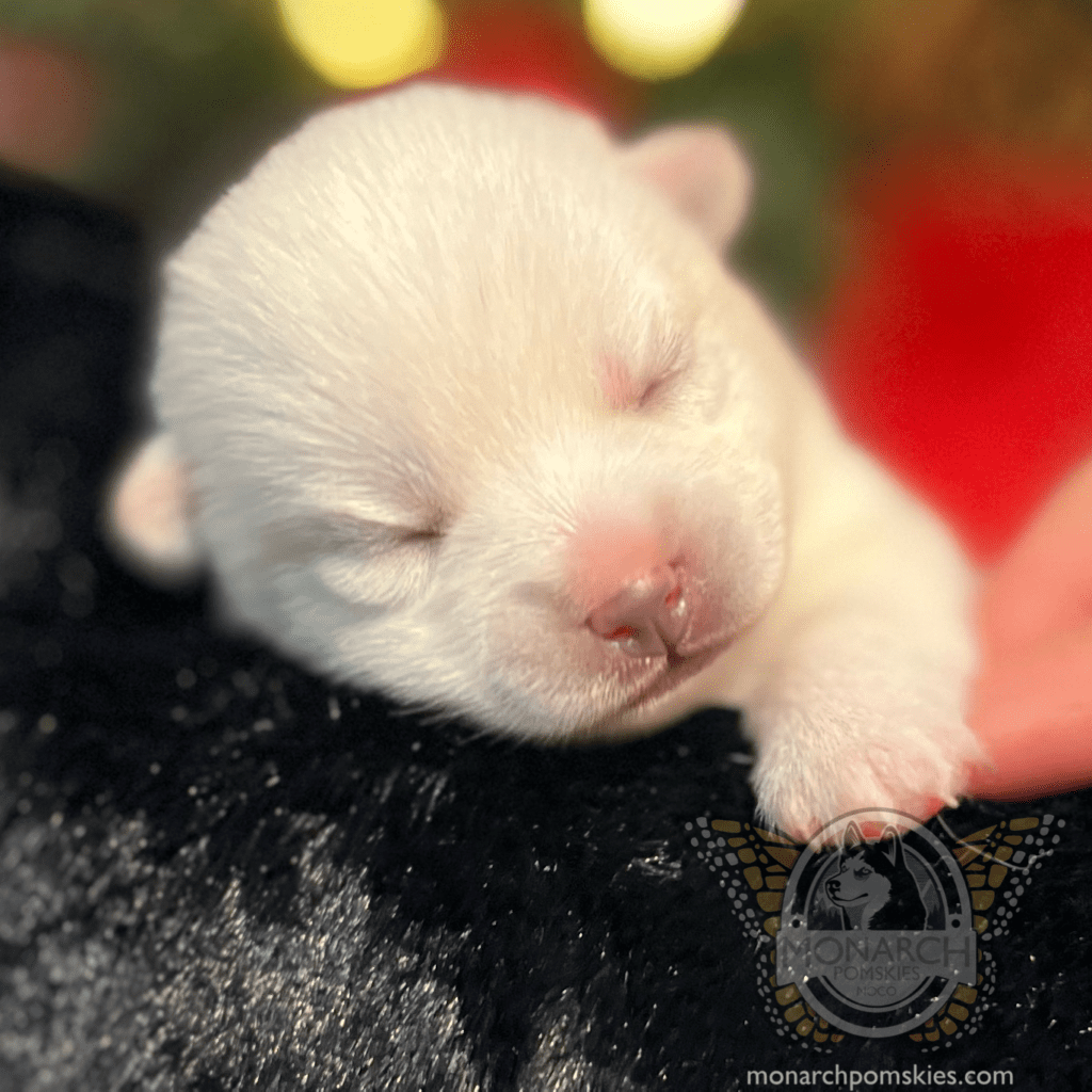 A white puppy sleeping on a person's lap.