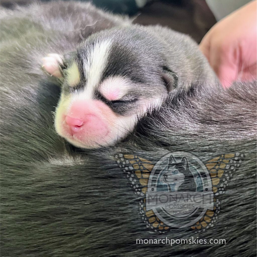 A husky puppy sleeping on the back of a person.