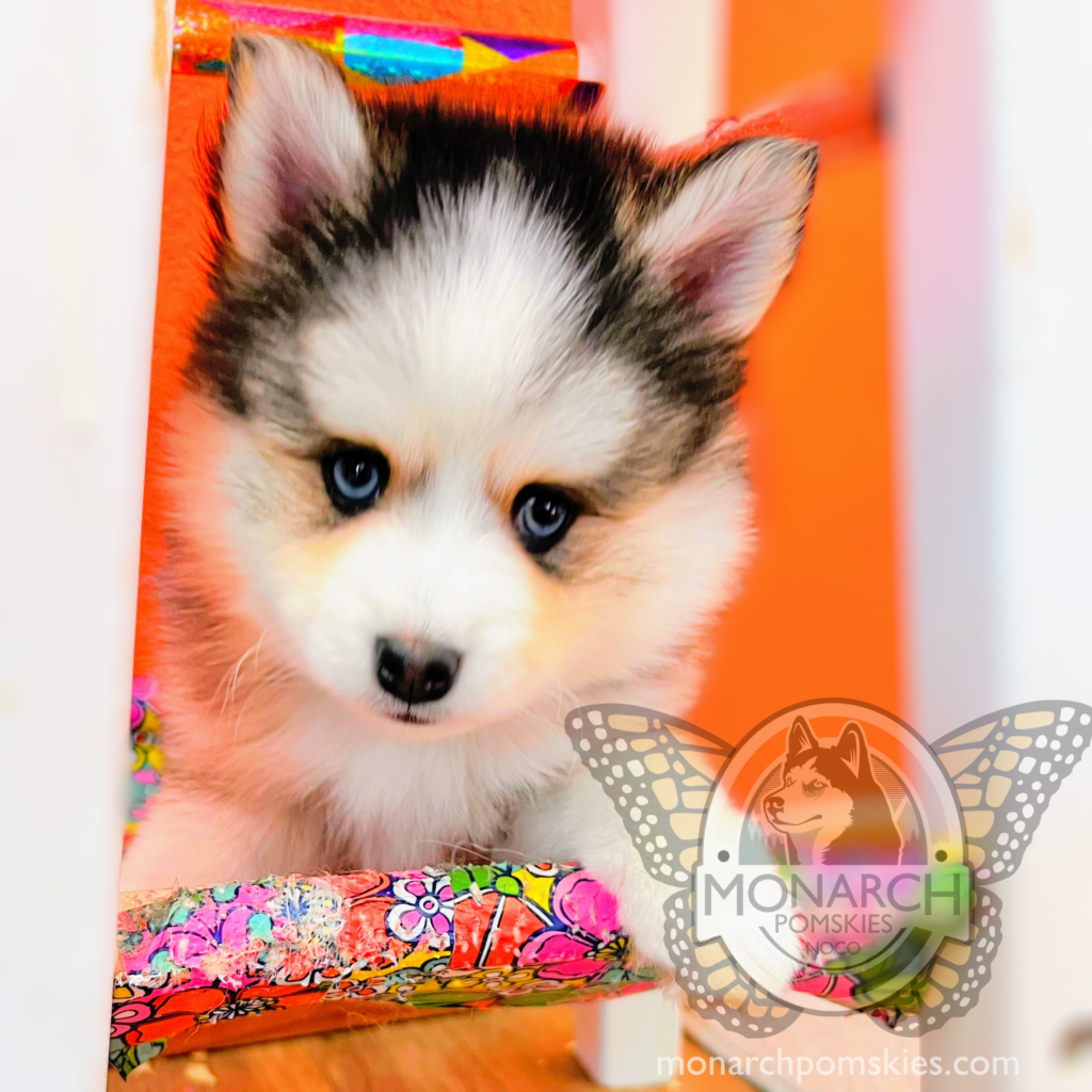 A young pomsky puppy with striking blue eyes peering through a colorful doorway, with a butterfly logo and "monarch pomskies" text visible.