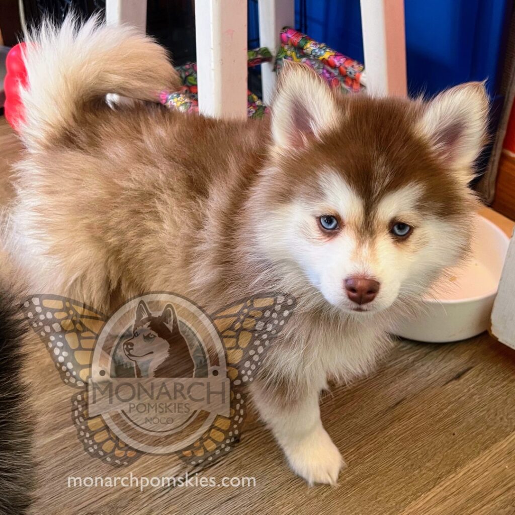 A fluffy brown and white pomsky puppy with blue eyes standing indoors.