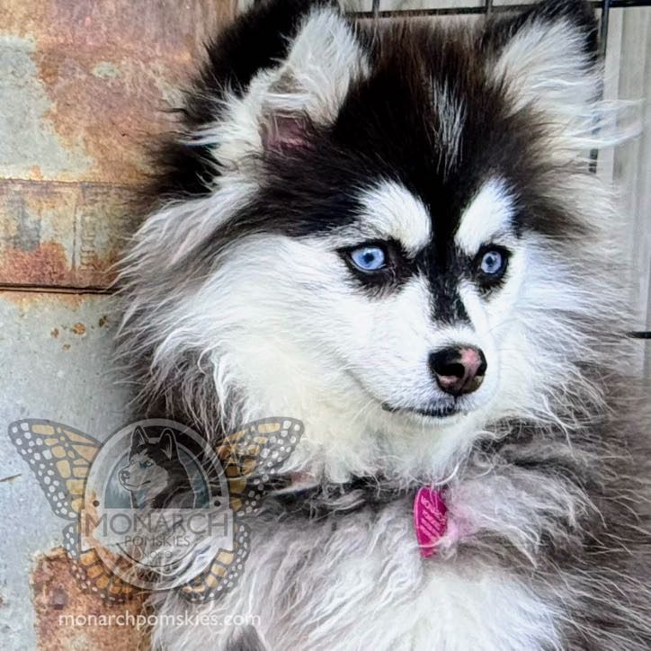 A dog with blue eyes and black hair.
