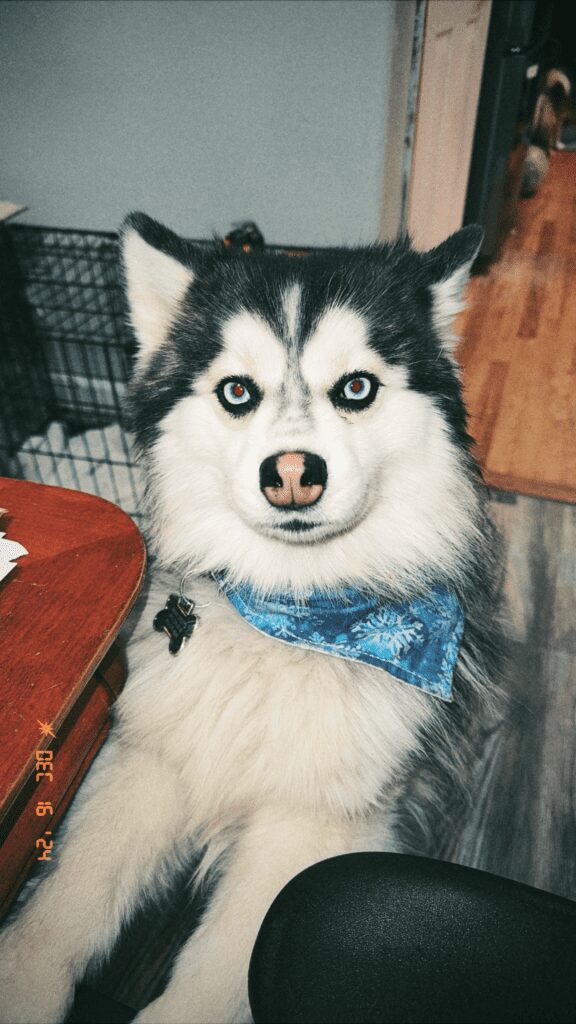 A husky dog with blue bow tie sitting on the floor.